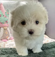 Arianna, a female Maltese and Poodle - Toy  for sale in Colonial Beach, VA – Photo 5 of 9