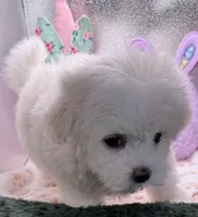 Arianna, a female Maltese and Poodle - Toy  for sale in Colonial Beach, VA – Photo 8 of 9