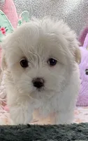 Arianna, a female Maltese and Poodle - Toy  for sale in Colonial Beach, VA – Photo 2 of 9