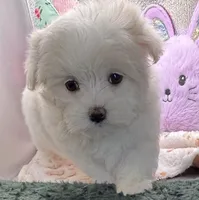 Arianna, a female Maltese and Poodle - Toy  for sale in Colonial Beach, VA – Photo 3 of 9