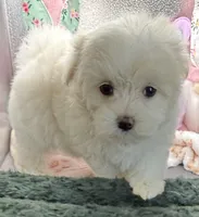 Arianna, a female Maltese and Poodle - Toy  for sale in Colonial Beach, VA – Photo 4 of 9