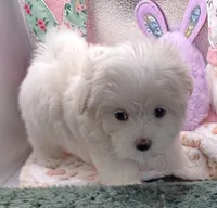 Arianna, a female Maltese and Poodle - Toy  for sale in Colonial Beach, VA – Photo 1 of 9