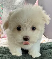 Arianna, a female Maltese and Poodle - Toy  for sale in Colonial Beach, VA – Photo 6 of 9