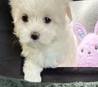 Arianna, a female Maltese and Poodle - Toy  for sale in Colonial Beach, VA – Photo 9 of 9