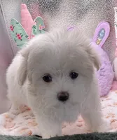 Arianna, a female Maltese and Poodle - Toy  for sale in Colonial Beach, VA – Photo 7 of 9