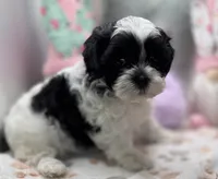 Sylvie , a female Shih Tzu and Poodle - Toy  for sale in Colonial Beach, VA – Photo 2 of 9