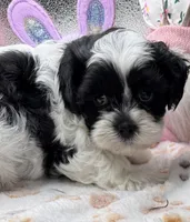 Sylvie , a female Shih Tzu and Poodle - Toy  for sale in Colonial Beach, VA – Photo 5 of 9