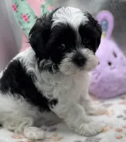 Sylvie , a female Shih Tzu and Poodle - Toy  for sale in Colonial Beach, VA – Photo 4 of 9