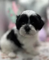 Sylvie , a female Shih Tzu and Poodle - Toy  for sale in Colonial Beach, VA – Photo 9 of 9