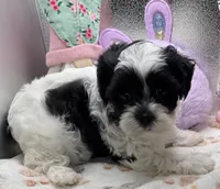 Sylvie , a female Shih Tzu and Poodle - Toy  for sale in Colonial Beach, VA – Photo 7 of 9
