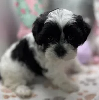 Sylvie , a female Shih Tzu and Poodle - Toy  for sale in Colonial Beach, VA – Photo 8 of 9