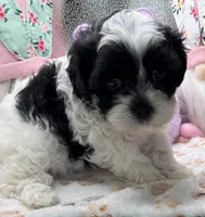 Sylvie , a female Shih Tzu and Poodle - Toy  for sale in Colonial Beach, VA – Photo 6 of 9