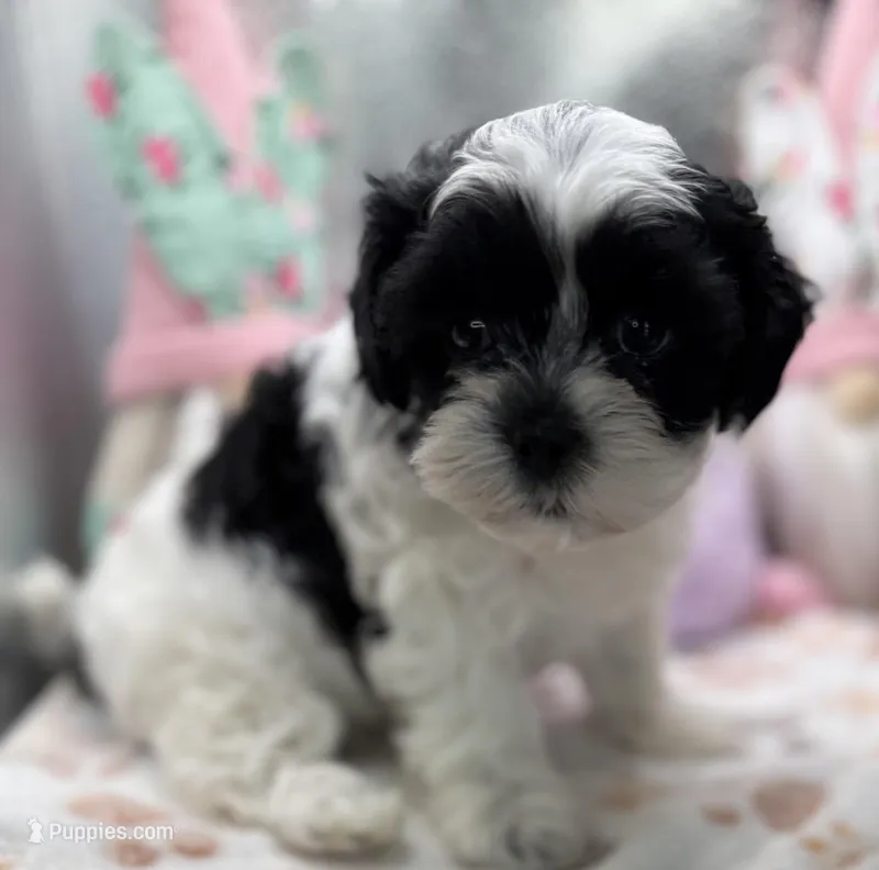 Sylvie  – Shih Tzu, Poodle - Toy  puppy for sale in Colonial Beach, VA