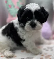 Sylvie , a female Shih Tzu and Poodle - Toy  for sale in Colonial Beach, VA – Photo 3 of 9