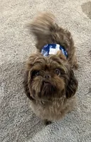 Fudge , a male Shih Tzu for sale in Colonial Beach, VA – Photo 4 of 9