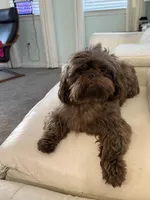 Fudge , a male Shih Tzu for sale in Colonial Beach, VA – Photo 8 of 9