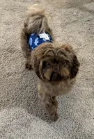 Fudge , a male Shih Tzu for sale in Colonial Beach, VA – Photo 5 of 9