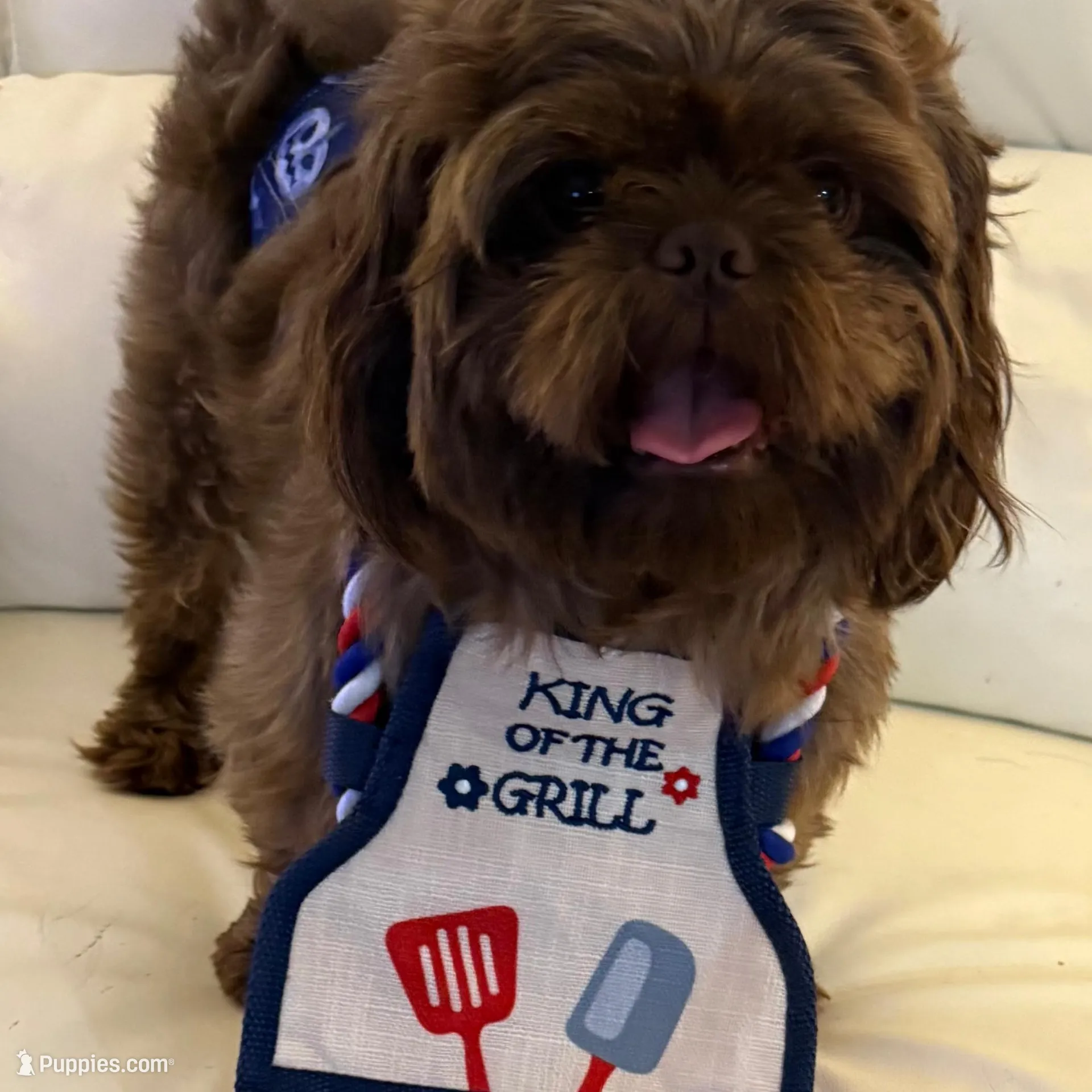 Fudge , a male Shih Tzu for sale in Colonial Beach, VA – Photo 3 of 9