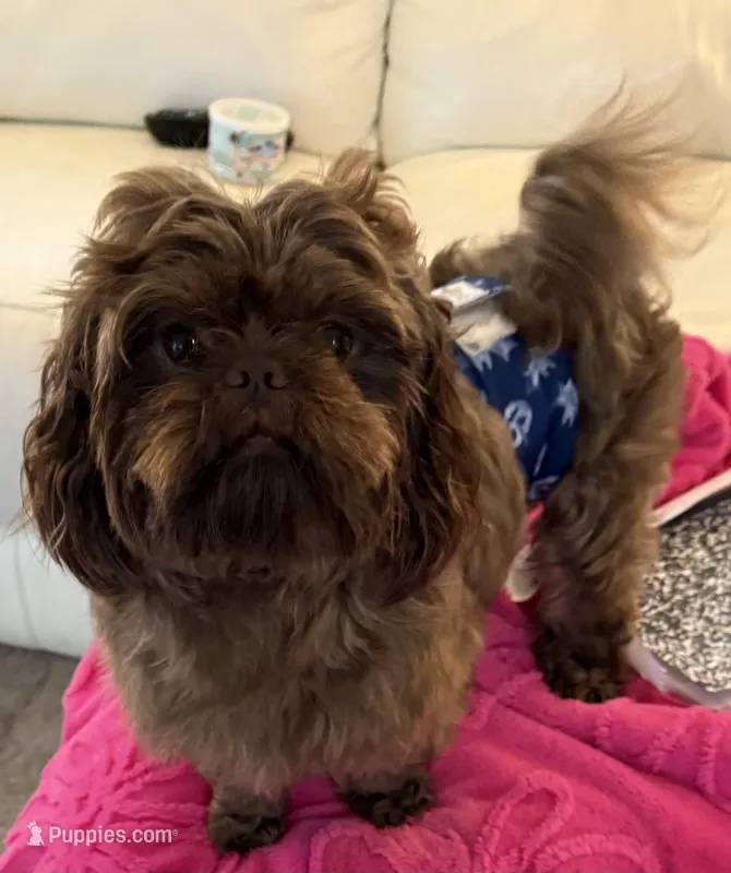 Fudge  – Shih Tzu puppy for sale in Colonial Beach, VA