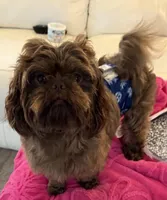 Fudge , a male Shih Tzu for sale in Colonial Beach, VA – Photo 1 of 9