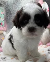 Raquel, a female Shih Tzu and Poodle - Toy  for sale in Colonial Beach, VA – Photo 9 of 9