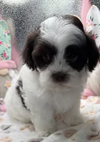 Raquel, a female Shih Tzu and Poodle - Toy  for sale in Colonial Beach, VA – Photo 8 of 9