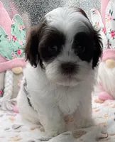 Raquel, a female Shih Tzu and Poodle - Toy  for sale in Colonial Beach, VA – Photo 6 of 9