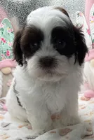 Raquel, a female Shih Tzu and Poodle - Toy  for sale in Colonial Beach, VA – Photo 7 of 9