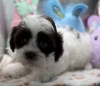 Raquel, a female Shih Tzu and Poodle - Toy  for sale in Colonial Beach, VA – Photo 2 of 9