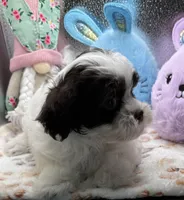 Raquel, a female Shih Tzu and Poodle - Toy  for sale in Colonial Beach, VA – Photo 1 of 9