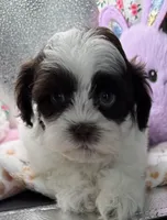 Raquel, a female Shih Tzu and Poodle - Toy  for sale in Colonial Beach, VA – Photo 5 of 9