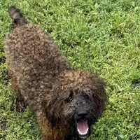 Jewel, a female Poodle - Toy  for sale in Colonial Beach, VA – Photo 4 of 4