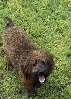 Jewel, a female Poodle - Toy  for sale in Colonial Beach, VA – Photo 4 of 4