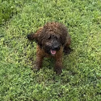 Jewel, a female Poodle - Toy  for sale in Colonial Beach, VA – Photo 2 of 4