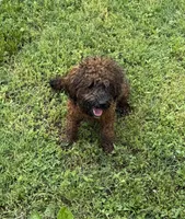 Jewel, a female Poodle - Toy  for sale in Colonial Beach, VA – Photo 2 of 4