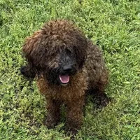 Jewel, a female Poodle - Toy  for sale in Colonial Beach, VA – Photo 3 of 4