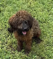 Jewel, a female Poodle - Toy  for sale in Colonial Beach, VA – Photo 3 of 4