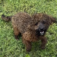 Jewel, a female Poodle - Toy  for sale in Colonial Beach, VA – Photo 1 of 4