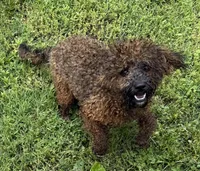Jewel, a female Poodle - Toy  for sale in Colonial Beach, VA – Photo 1 of 4
