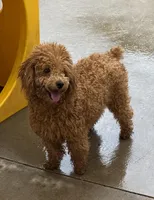 Autumn Sky AKC, a female Poodle - Toy  for sale in Colonial Beach, VA – Photo 6 of 9