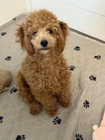 Autumn Sky AKC, a female Poodle - Toy  for sale in Colonial Beach, VA – Photo 8 of 9