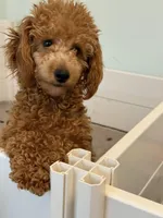 Autumn Sky AKC, a female Poodle - Toy  for sale in Colonial Beach, VA – Photo 9 of 9