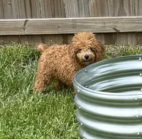 Autumn Sky AKC, a female Poodle - Toy  for sale in Colonial Beach, VA – Photo 5 of 9