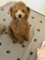 Autumn Sky AKC, a female Poodle - Toy  for sale in Colonial Beach, VA – Photo 4 of 9