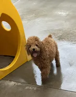 Autumn Sky AKC, a female Poodle - Toy  for sale in Colonial Beach, VA – Photo 2 of 9