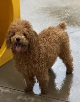 Autumn Sky AKC, a female Poodle - Toy  for sale in Colonial Beach, VA – Photo 1 of 9