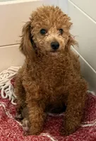 Autumn Sky AKC, a female Poodle - Toy  for sale in Colonial Beach, VA – Photo 3 of 9