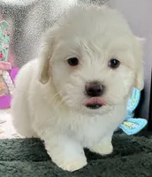 Ashton , a male Maltese and Poodle - Toy  for sale in Colonial Beach, VA – Photo 3 of 10