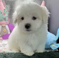 Ashton , a male Maltese and Poodle - Toy  for sale in Colonial Beach, VA – Photo 9 of 10