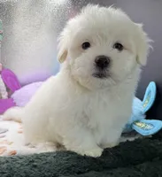 Ashton , a male Maltese and Poodle - Toy  for sale in Colonial Beach, VA – Photo 1 of 10